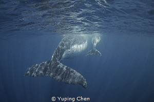 Big tail and small tail/ Humpback whale/Vava'u Tonga by Yuping Chen 
